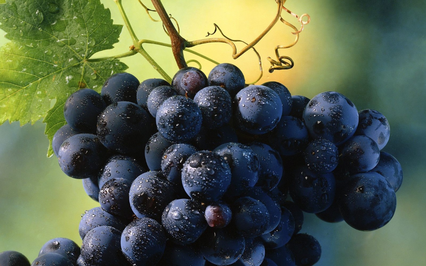Blue Grapes screenshot #1 1440x900