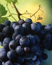 Das Blue Grapes Wallpaper 176x220
