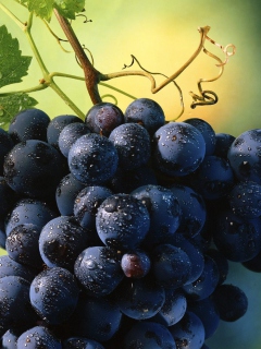 Das Blue Grapes Wallpaper 240x320