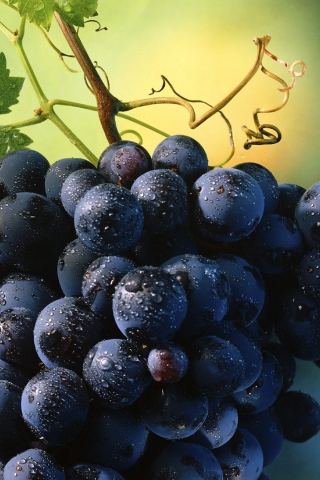 Sfondi Blue Grapes 320x480
