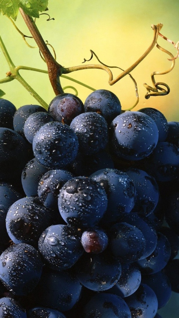 Blue Grapes wallpaper 360x640