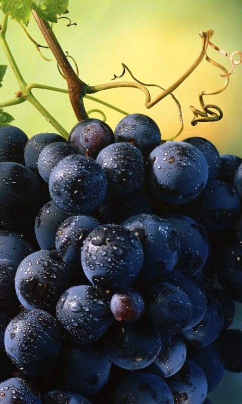 Sfondi Blue Grapes 480x800