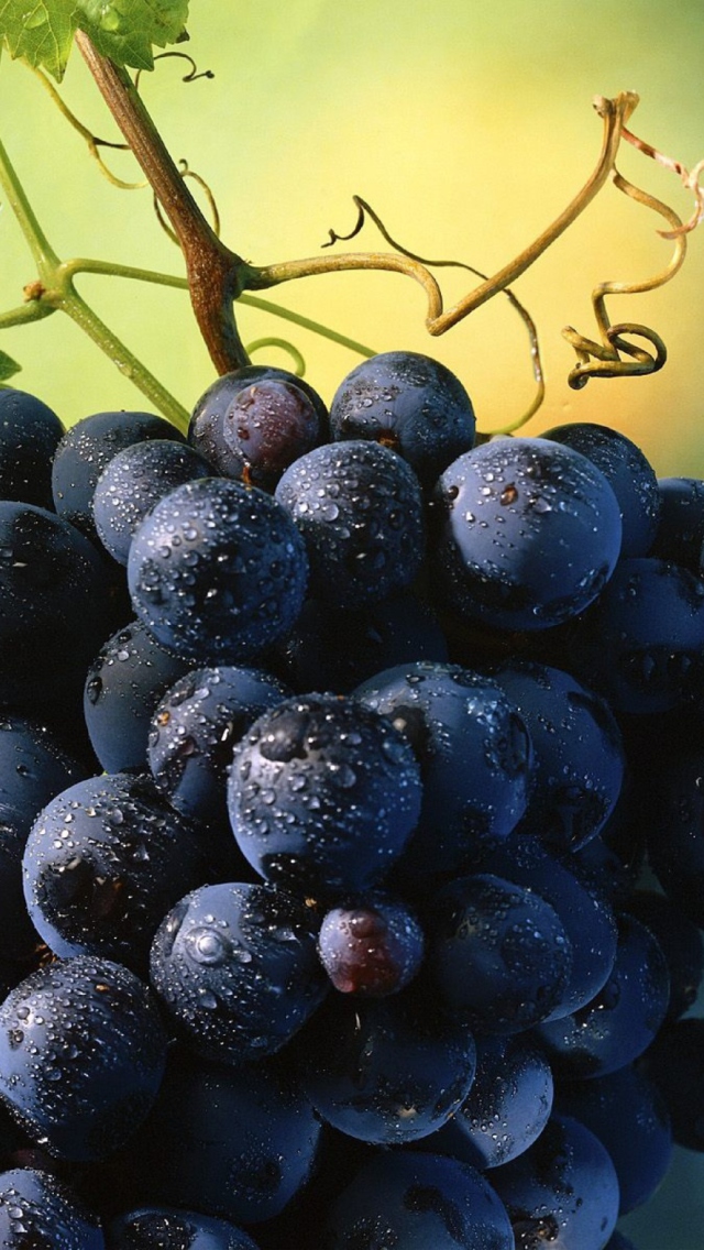 Das Blue Grapes Wallpaper 640x1136