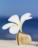 Fondo de pantalla Little White Flower In Shell 128x160