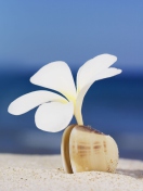 Fondo de pantalla Little White Flower In Shell 132x176