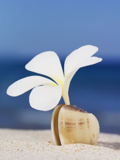 Das Little White Flower In Shell Wallpaper 240x320