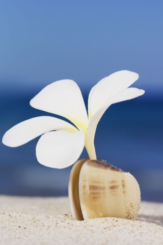 Sfondi Little White Flower In Shell 320x480