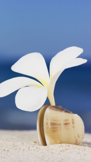 Sfondi Little White Flower In Shell 360x640