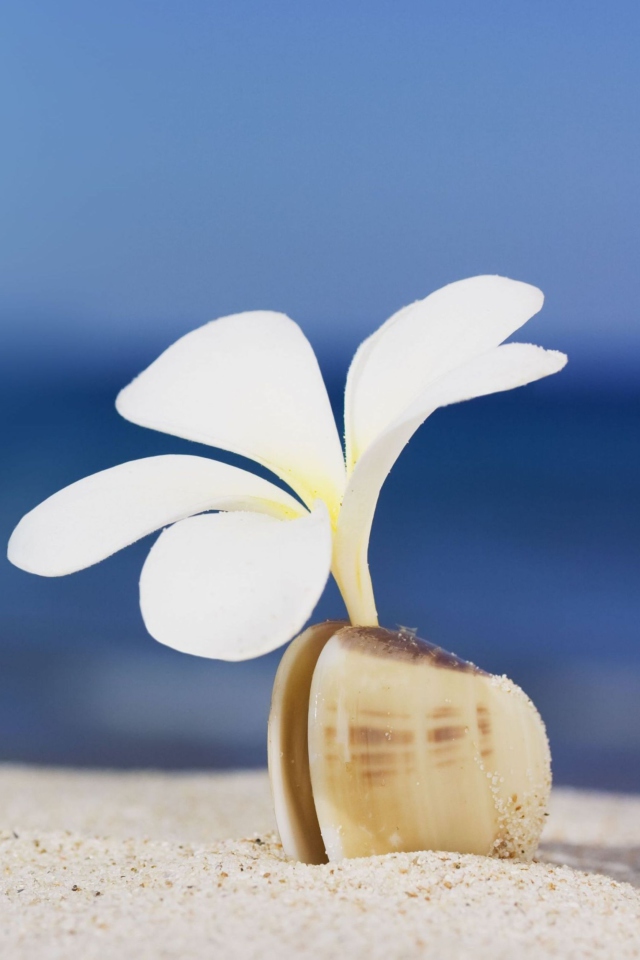 Sfondi Little White Flower In Shell 640x960