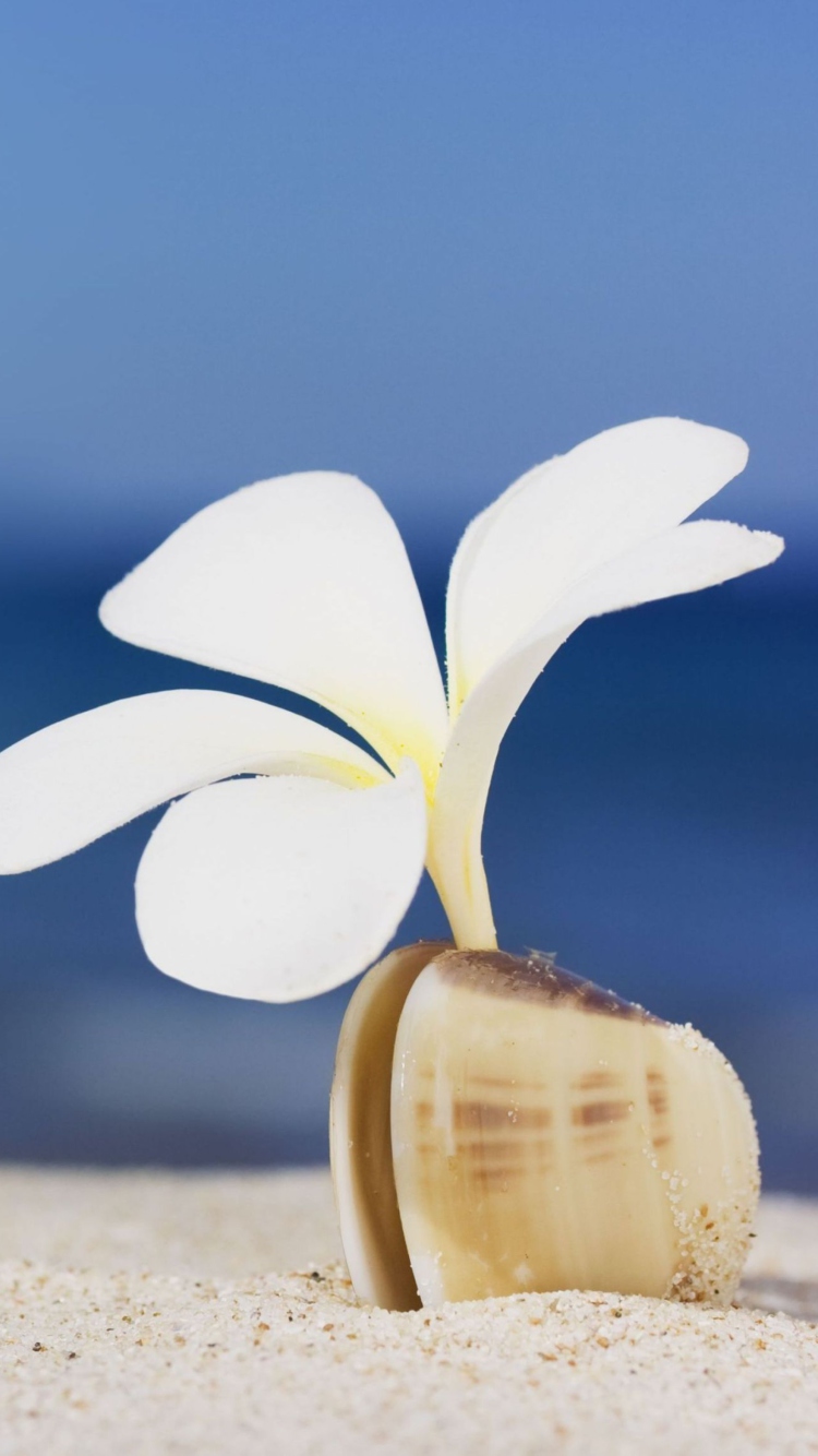 Little White Flower In Shell screenshot #1 750x1334