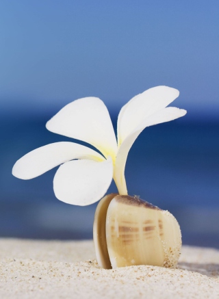 Little White Flower In Shell - Obrázkek zdarma pro 1080x1920