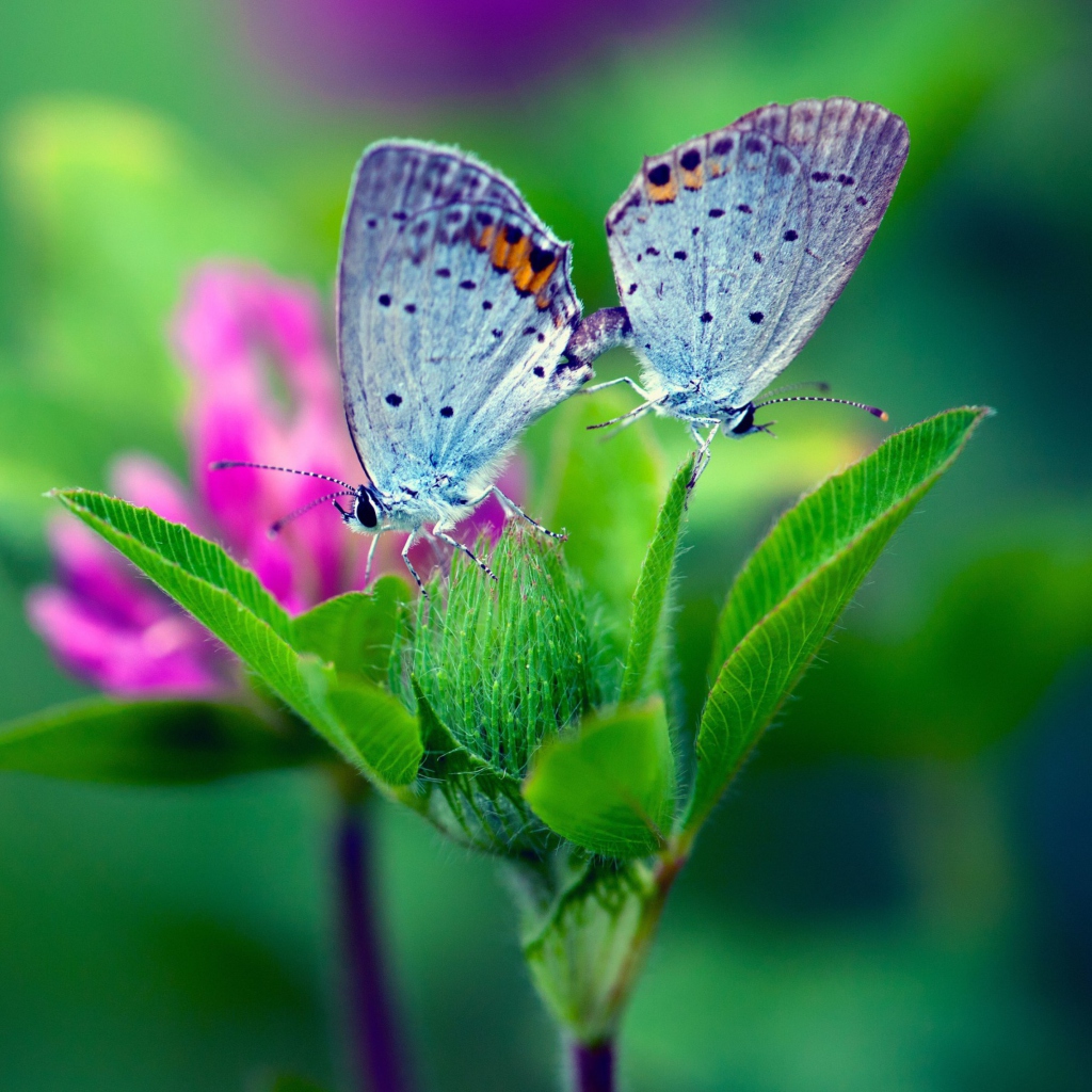 Sfondi Blue Butterflies On Green Leaves 1024x1024