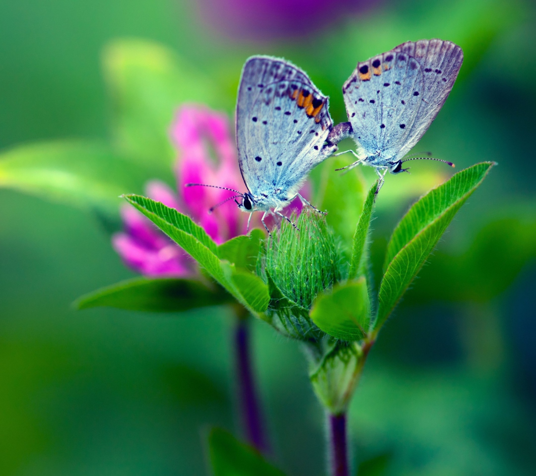 Fondo de pantalla Blue Butterflies On Green Leaves 1080x960
