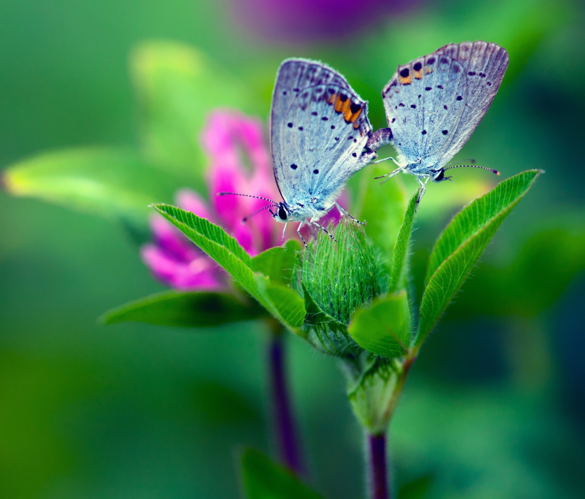 Fondo de pantalla Blue Butterflies On Green Leaves 1200x1024