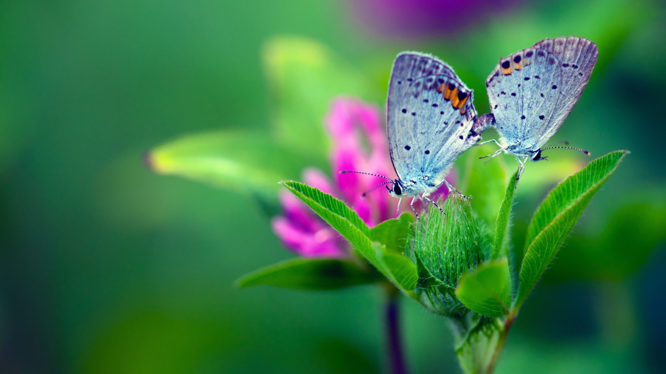 Sfondi Blue Butterflies On Green Leaves 1366x768