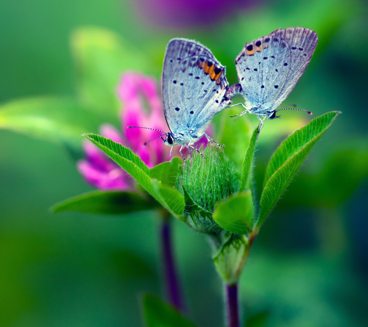 Обои Blue Butterflies On Green Leaves 1440x1280