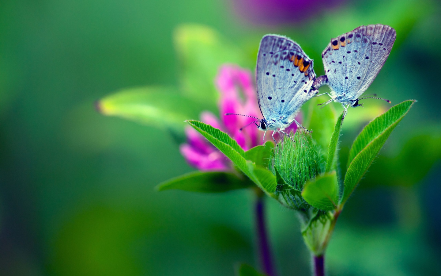 Screenshot №1 pro téma Blue Butterflies On Green Leaves 1440x900