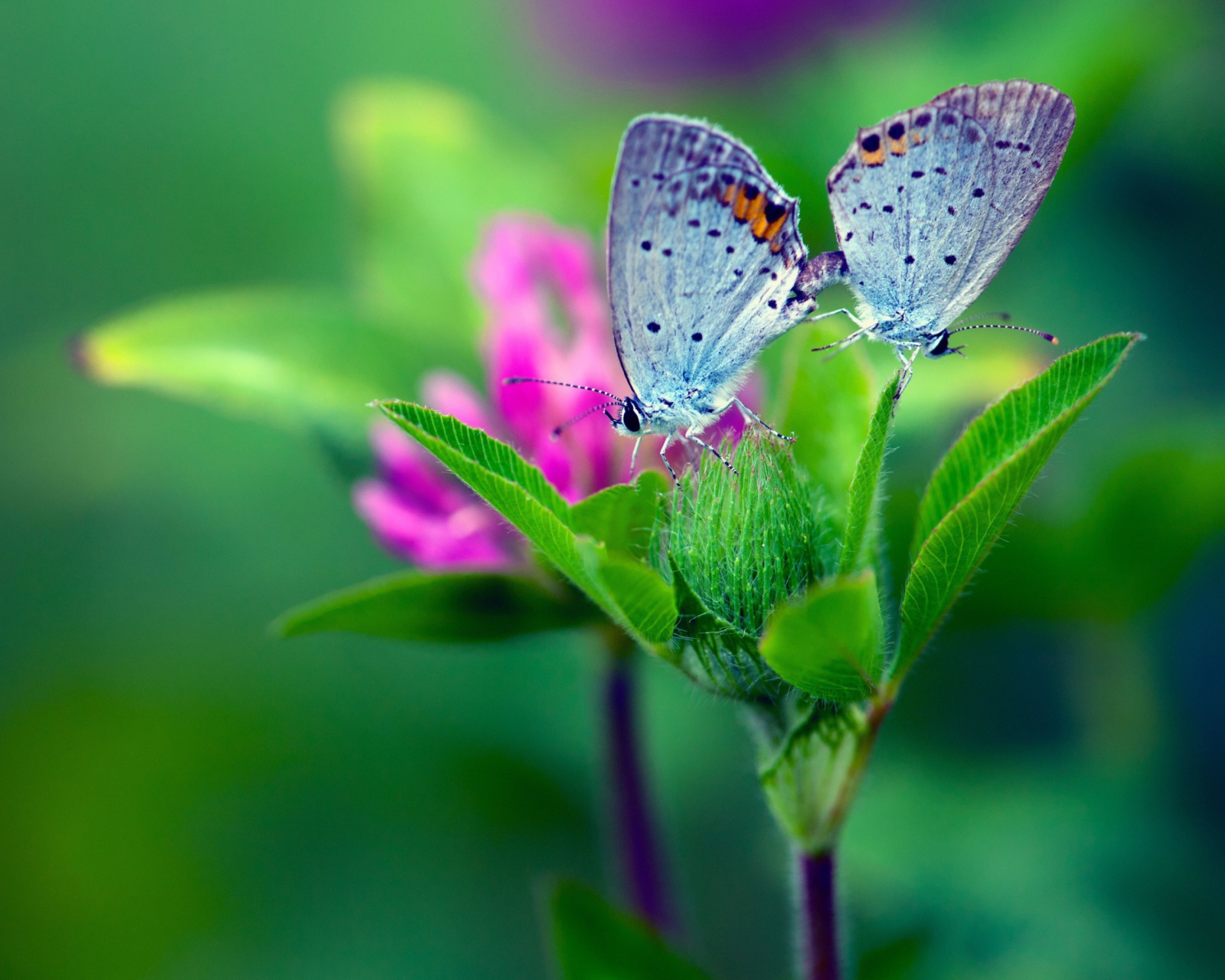 Blue Butterflies On Green Leaves screenshot #1 1600x1280