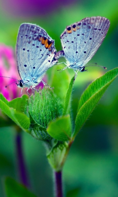 Обои Blue Butterflies On Green Leaves 240x400