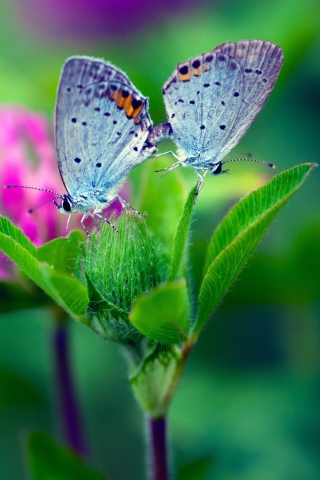 Sfondi Blue Butterflies On Green Leaves 320x480