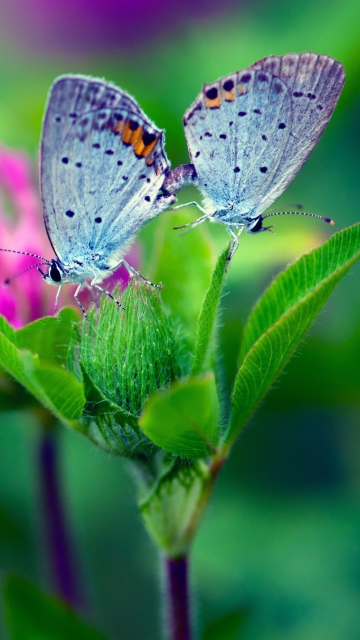 Sfondi Blue Butterflies On Green Leaves 360x640