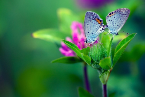 Обои Blue Butterflies On Green Leaves 480x320