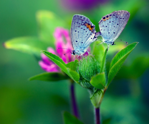Sfondi Blue Butterflies On Green Leaves 480x400