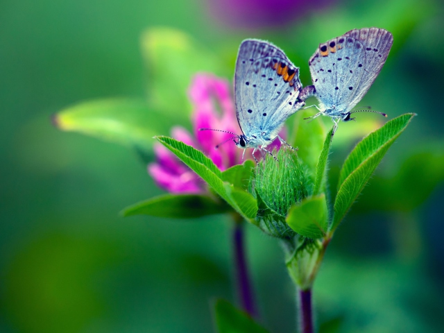 Обои Blue Butterflies On Green Leaves 640x480