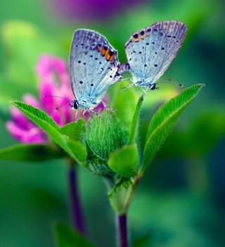 Blue Butterflies On Green Leaves - Fondos de pantalla gratis para Samsung E1150