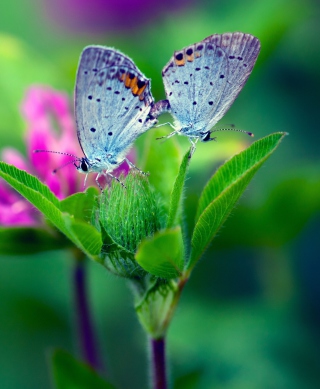 Blue Butterflies On Green Leaves - Fondos de pantalla gratis para Nokia 5800 XpressMusic