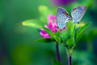 Blue Butterflies On Green Leaves - Obrázkek zdarma 