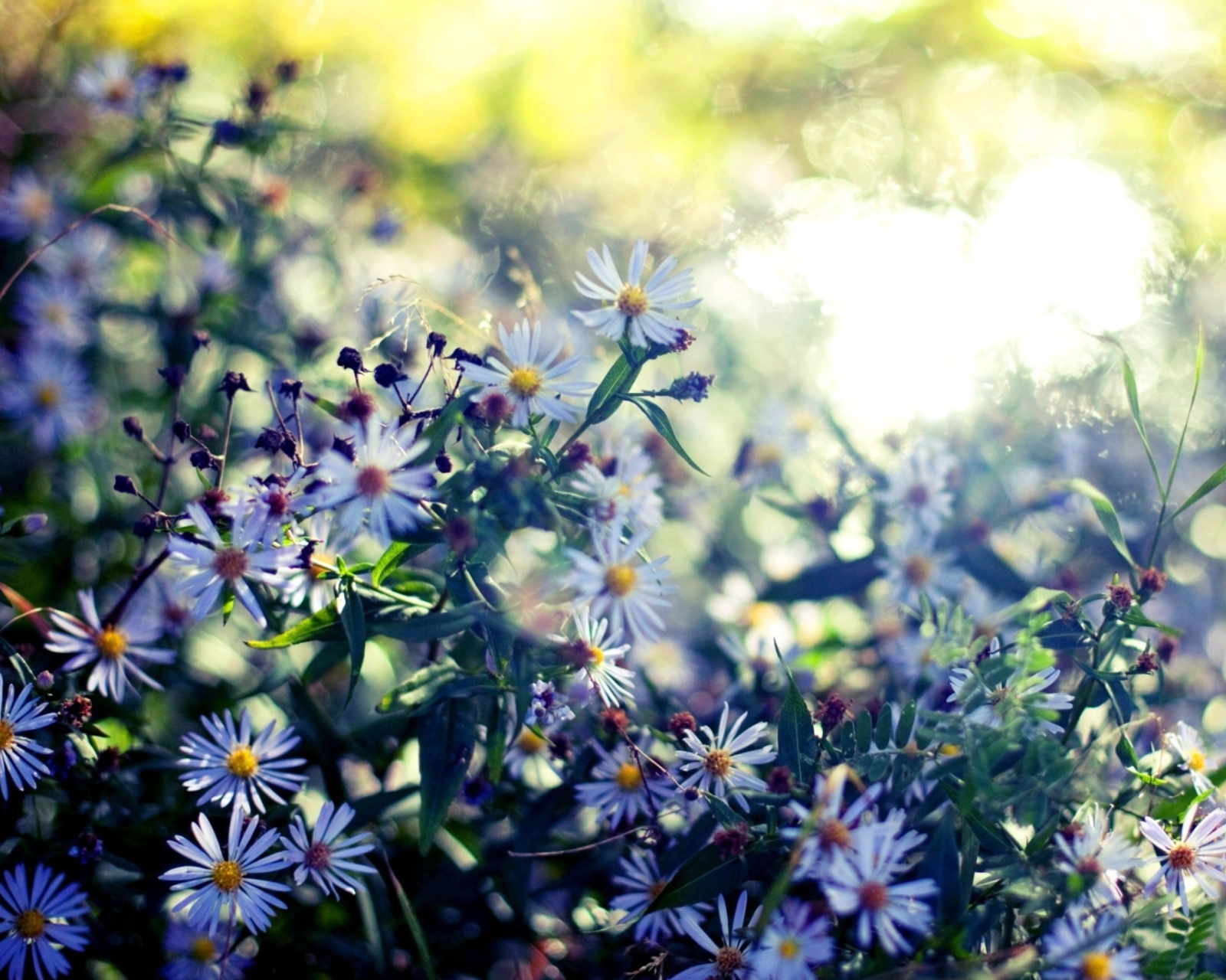 Das Daisies In Garden Wallpaper 1600x1280