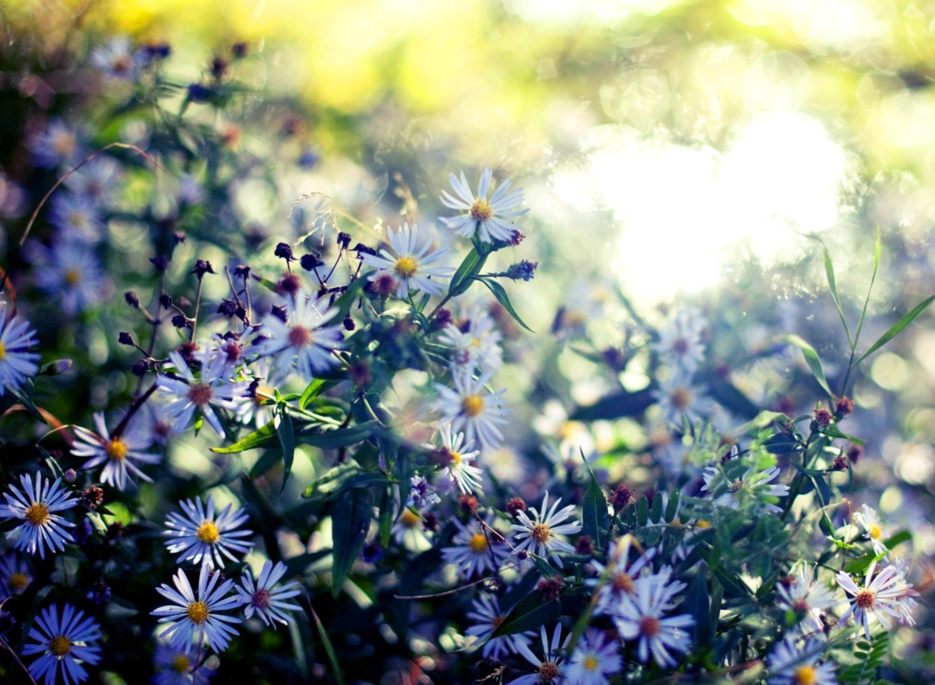 Fondo de pantalla Daisies In Garden 1920x1408