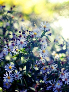 Das Daisies In Garden Wallpaper 240x320