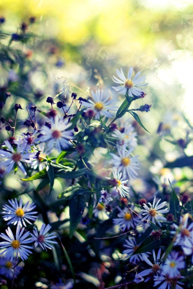 Daisies In Garden wallpaper 640x960