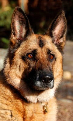 German Shepherd screenshot #1 240x400