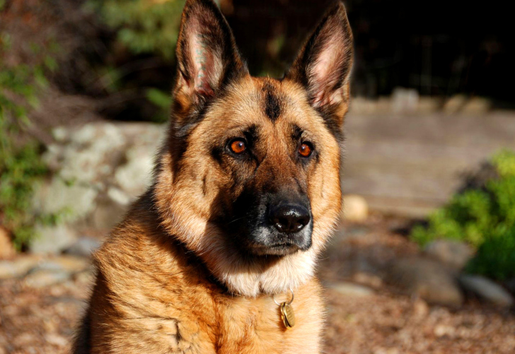 Fondo de pantalla German Shepherd