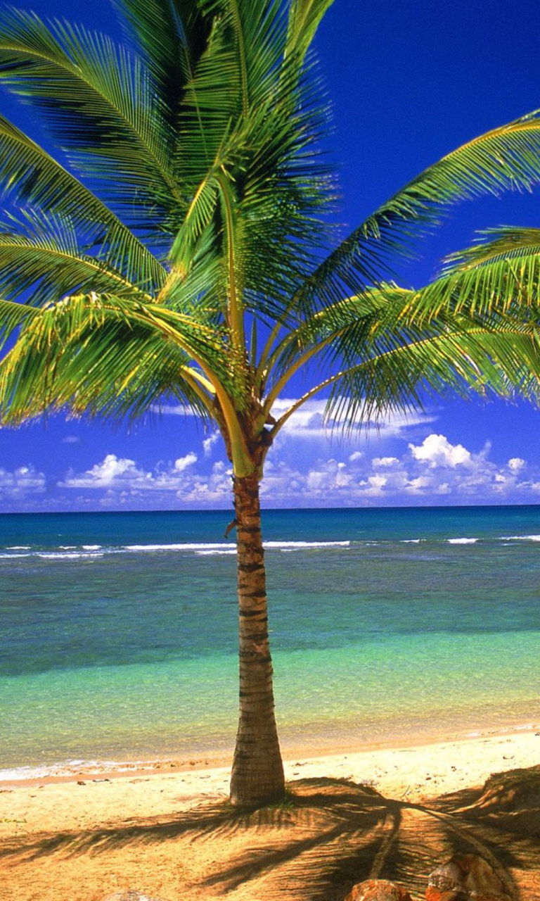 Fondo de pantalla Tropical Lagoon 768x1280