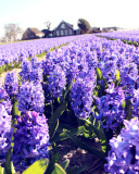 Lavender Field screenshot #1 128x160