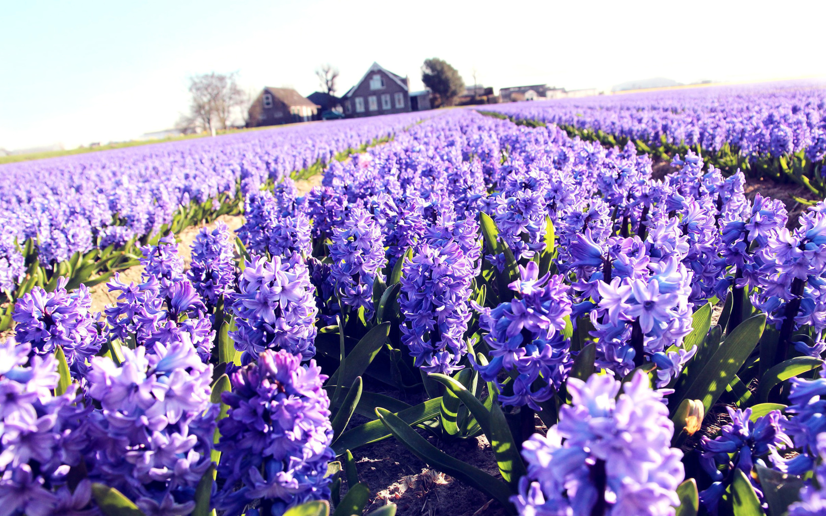 Lavender Field wallpaper 1680x1050