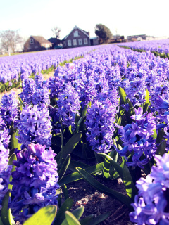 Обои Lavender Field 240x320