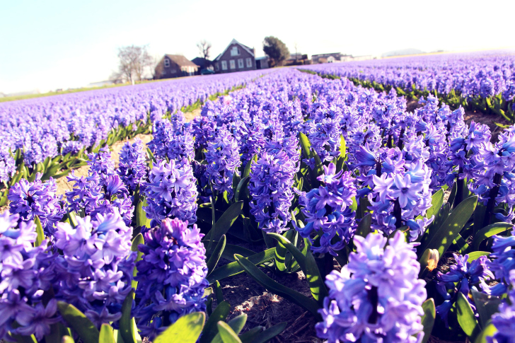 Sfondi Lavender Field