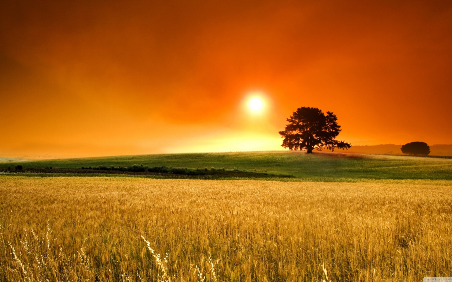 Sfondi Summer Sunset 1440x900