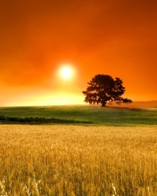 Summer Sunset screenshot #1 176x220
