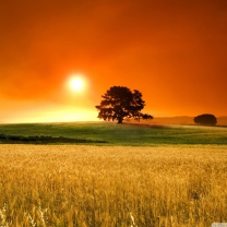 Summer Sunset screenshot #1 208x208