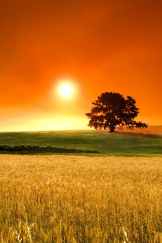 Summer Sunset screenshot #1 320x480