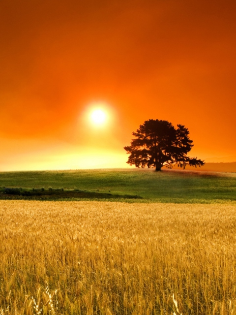 Summer Sunset screenshot #1 480x640