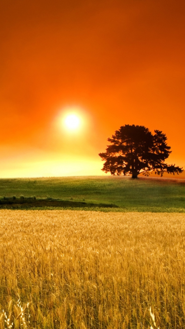 Summer Sunset screenshot #1 640x1136