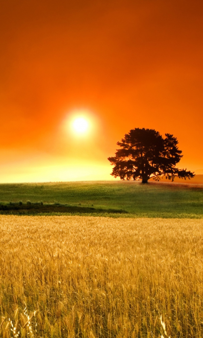 Summer Sunset wallpaper 768x1280