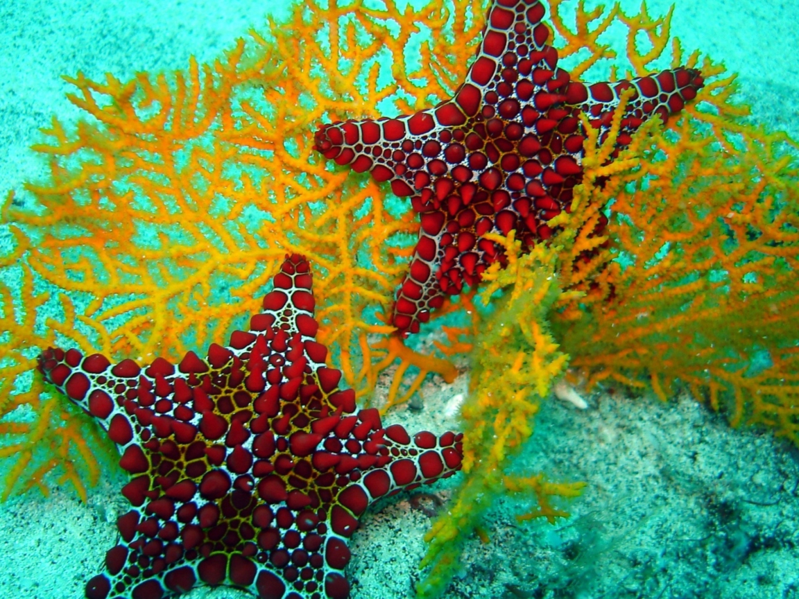Sfondi Starfish 1152x864